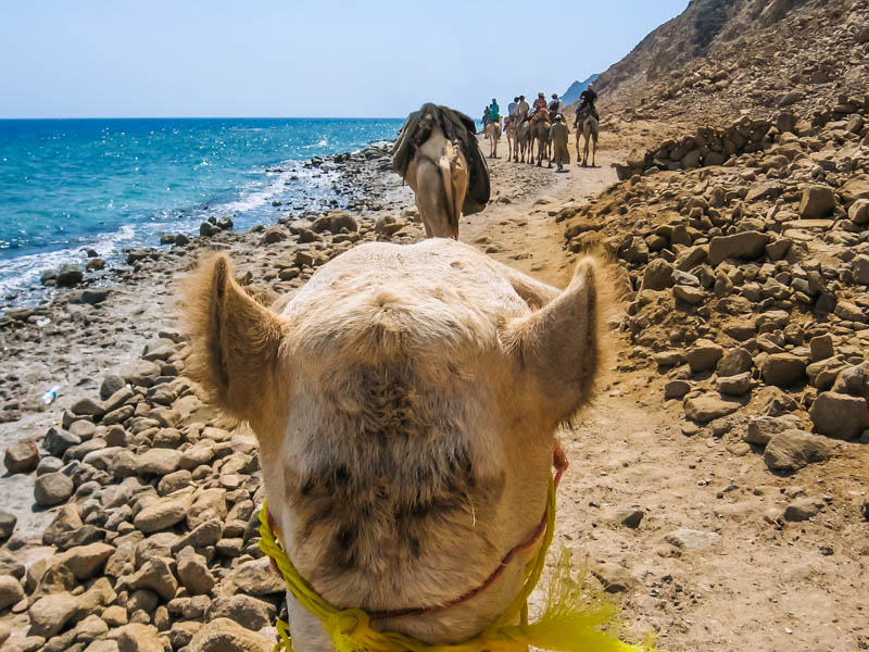 camel-abu-galom-dahab